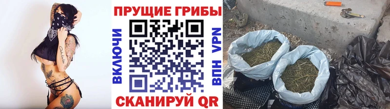 Псилоцибиновые грибы Psilocybe  мориарти официальный сайт  Егорьевск 